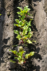 Green bushes beets. Grows in an organic farm. Growing organic vegetables. Growing beet roots in the country. Growing healthy natural food.
