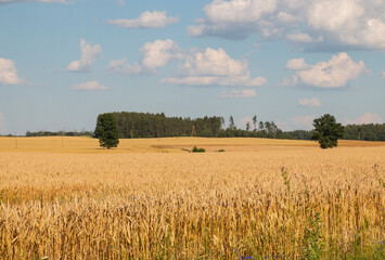 Fototapeta na wymiar yellow field ripe wheat ready to harvest