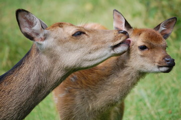 Deer mom leaking baby close up - fawn