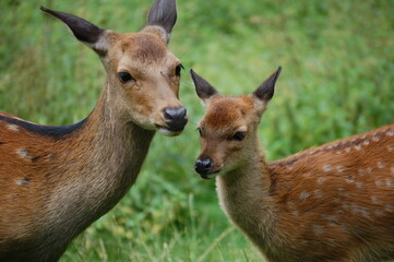 Two deers, female and best deer looking at the camera in a sunny day in Denmark, Aarhus