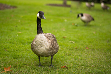 Naklejka na ściany i meble Beautiful Canada goose portrait in park 
