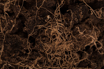 Soil texture with small plant roots, growing plants and gardening concept