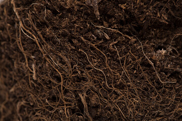 Macro soil texture with small plant roots, growing plants and gardening concept