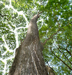 Tree in the tropical forest when looking out from the ground into the sky.