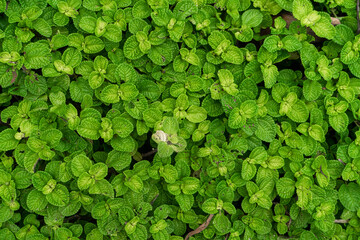 Pilea plant in natural rainforest habitat close up