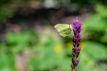 Gonepteryx rhamni butterfly sitting on Liatris spicata deep purple flowering flowers