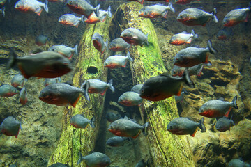 Fototapeta na wymiar piranhas in an aquarium, Germany