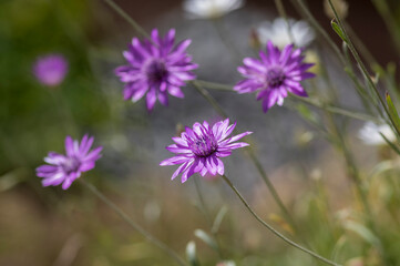 Xeranthemum annuum white and violet immortelle flowers in bloom, group of flowering plants in the garden