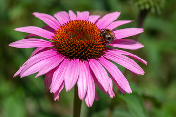 Echinacea purpurea flowering plant, coneflower flowers in bloom, purple petals