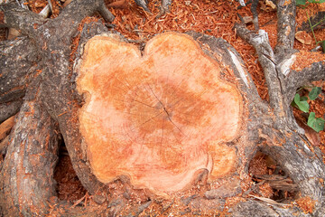 Wood cross section rings with line cracked patterns of tree trunk and sawdust top view background