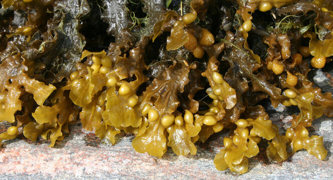 the bladder wrack Fucus vesiculosus, Finland, Baltic sea