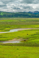 Litang grassland, one of the largest grassland in Tibet, China, summer time, on a cloudy day.