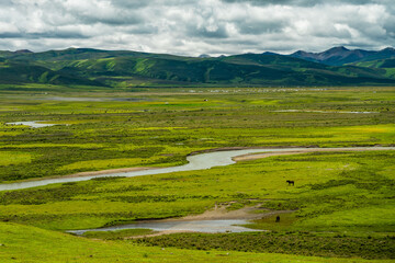 Fototapeta na wymiar Litang grassland, one of the largest grassland in Tibet, China, summer time, on a cloudy day.