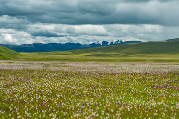 Obraz premium A big cluster of wild flowers in Litang Grassland, in Tibet, China, summer time, on a cloudy day.