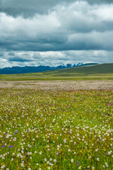A big cluster of wild flowers in Litang Grassland, in Tibet, China, summer time, on a cloudy day.
