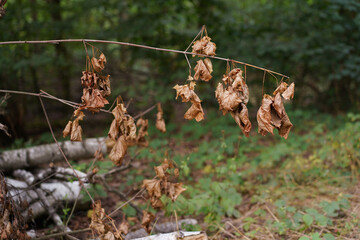 withered leaves on a branch in the forest