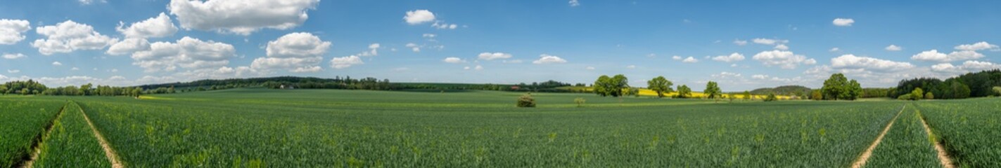 panorama young rye field surrounded by tree alleys and other fie
