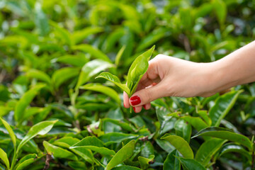 Close-up, the girl gently collects the top leaves of tea from green bushes high in the mountains. Tea Valley tea production