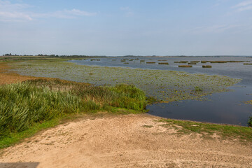 Lake with water lily leaves i