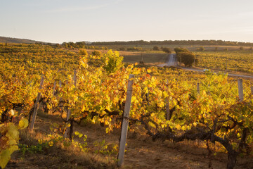 Autumn sunset in the vineyards. View of rows of yellow and red vines. In the background, a road with cars. Beautiful autumn landscape. The sun-drenched vineyards.