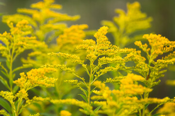 Obraz premium Wild meadow flowers on green background