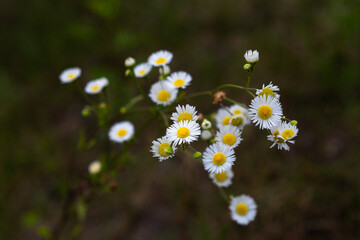 Wild meadow flowers on green background