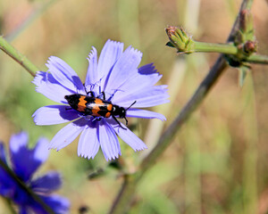 insecte gourmand