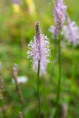 Wild meadow flowers on green background