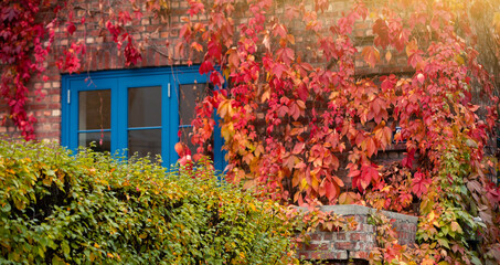 Fototapeta na wymiar Wall of the house is covered with ivy. Autumn city