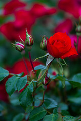 wonderful roses in the garden