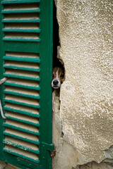 Il cagnolino dietro lo scuro © Sandro Serafini