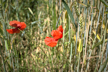 Red poppies in wheat field