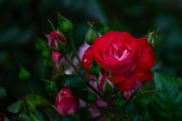 wonderful roses in the garden