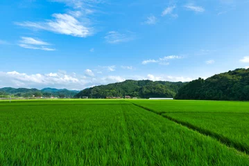 Fotobehang Groen 真夏の農村風景 青空と水田