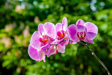 Purple Orchid branch on green natural background
