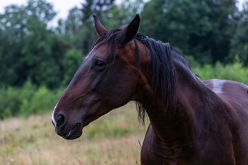 Fototapeta premium Portrait of dark brown horses
