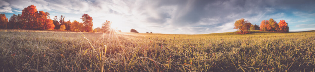 trees on the field in autumn on beautiful sunny day
