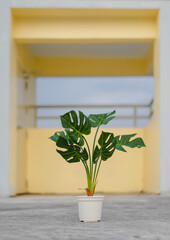 Background image of artificial green Monstera potted placed in the middle on gray cement floor. With a backdrop of old pastel blue and yellow walls. Feeling fresh and happy. Ideas for home decorative.
