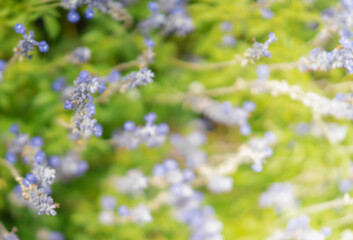 Blurred background of blue flowers on a sunny day. There are a green meadow and a warm light in a soft tone. Feeling fresh and relax. There is a copy space on the right.