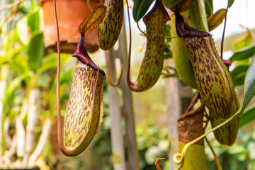 Close up Nepenthes plant in the Cloud Forest
