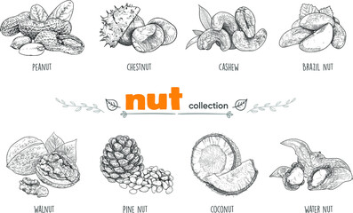 Detailed line art. Freehand drawing. Vector nuts. Collection. Vector graphics. Peanuts, Brazil nuts, chestnuts, water nuts, walnuts, pine nuts, cashews, coconut