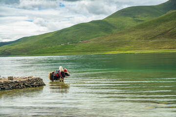 A Yak standing at Yamdrok Tso, in Tibet, China.