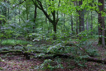 Old deciduous forest in summer