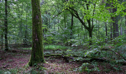 Old deciduous forest in summer