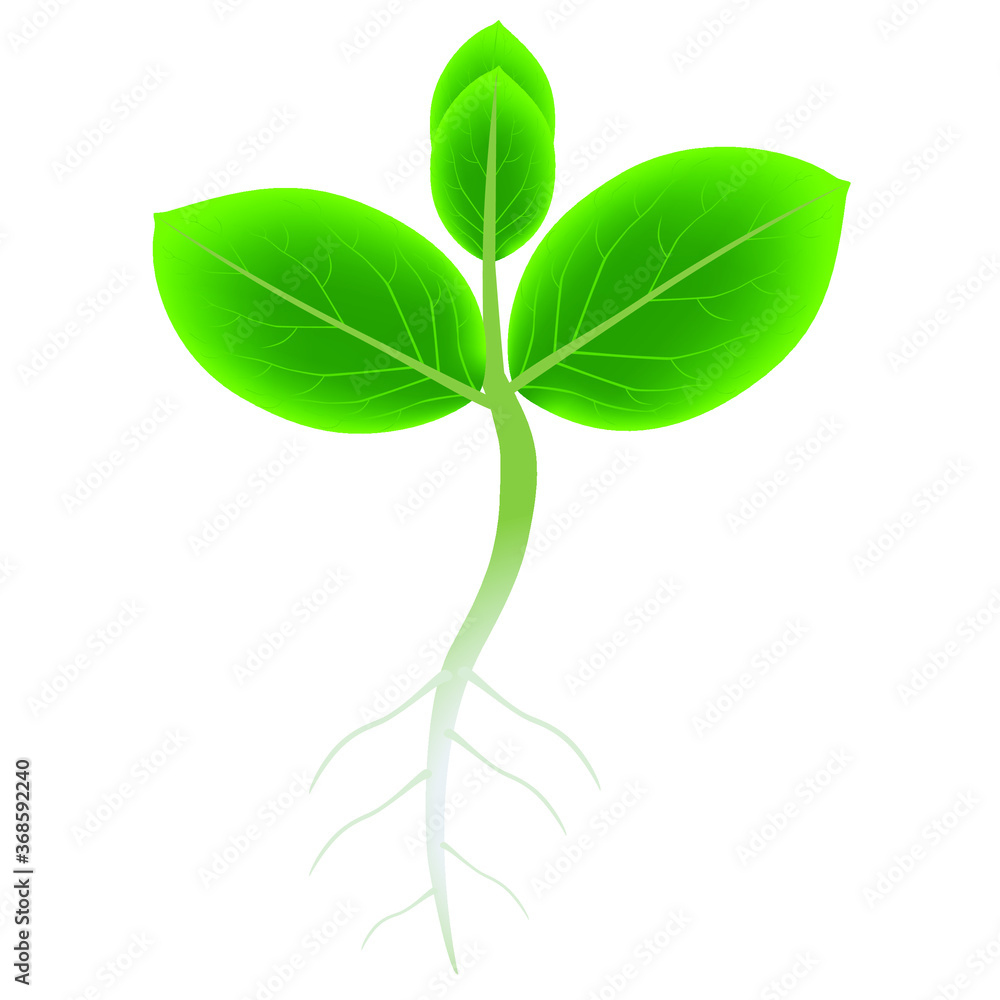 Canvas Prints sprout of persimmon with roots on a white background.