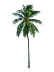 Isolated coconut tree with clipping path on white background / die-cut green tree for garden decoration