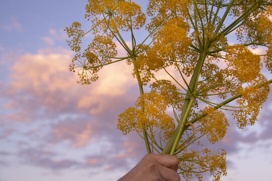 A bouquet of yellow wildflowers in the hand of a girl against the sunset sky