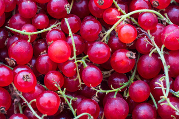 Red currant berries as a design background.