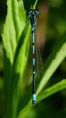 photo of a damselfly