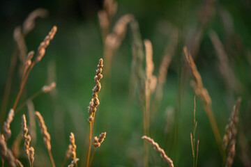spikelets in the beautiful light of the sunset against the backdrop of greenery